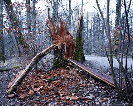 Baum an der Aare in Bern nach dem Sturm Burglind.