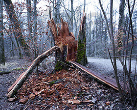 Baum an der Aare in Bern nach dem Sturm Burglind.